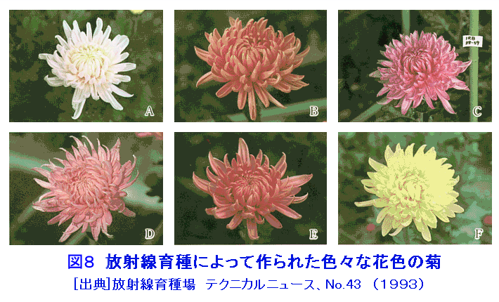 図８  放射線育種によって作られた色々な花色の菊