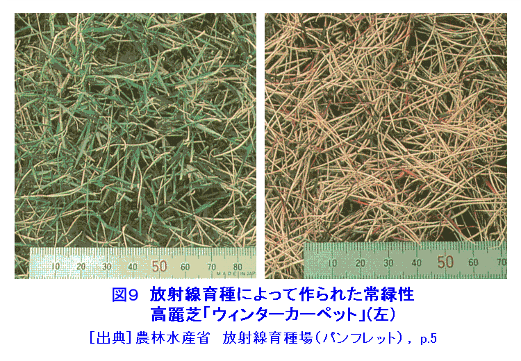 図９  放射線育種によって作られた常緑性高麗芝「ウィンターカーペット」（左）