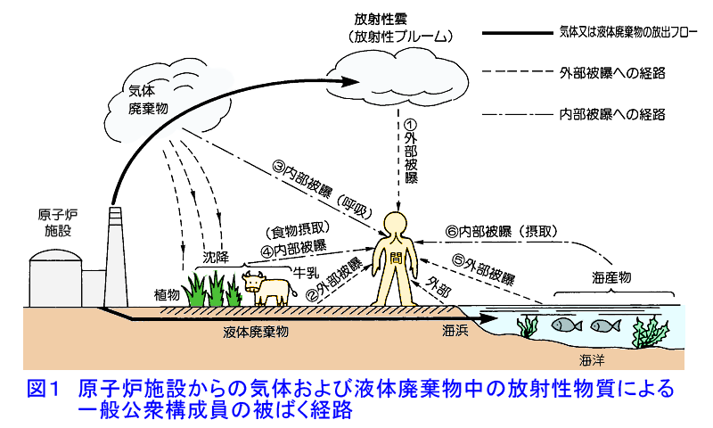 図１  原子炉施設からの気体および液体廃棄物中の放射性物質による一般公衆構成員の被ばく経路