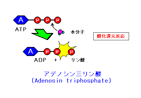 アデノシン三りん酸 Atomica
